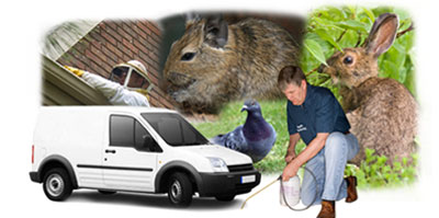 Rotherham local van